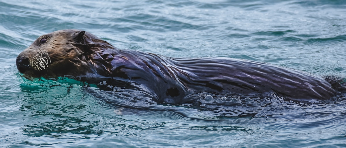 Meet Splash: America's First Otter Trained to Rescue Missing People Underwater