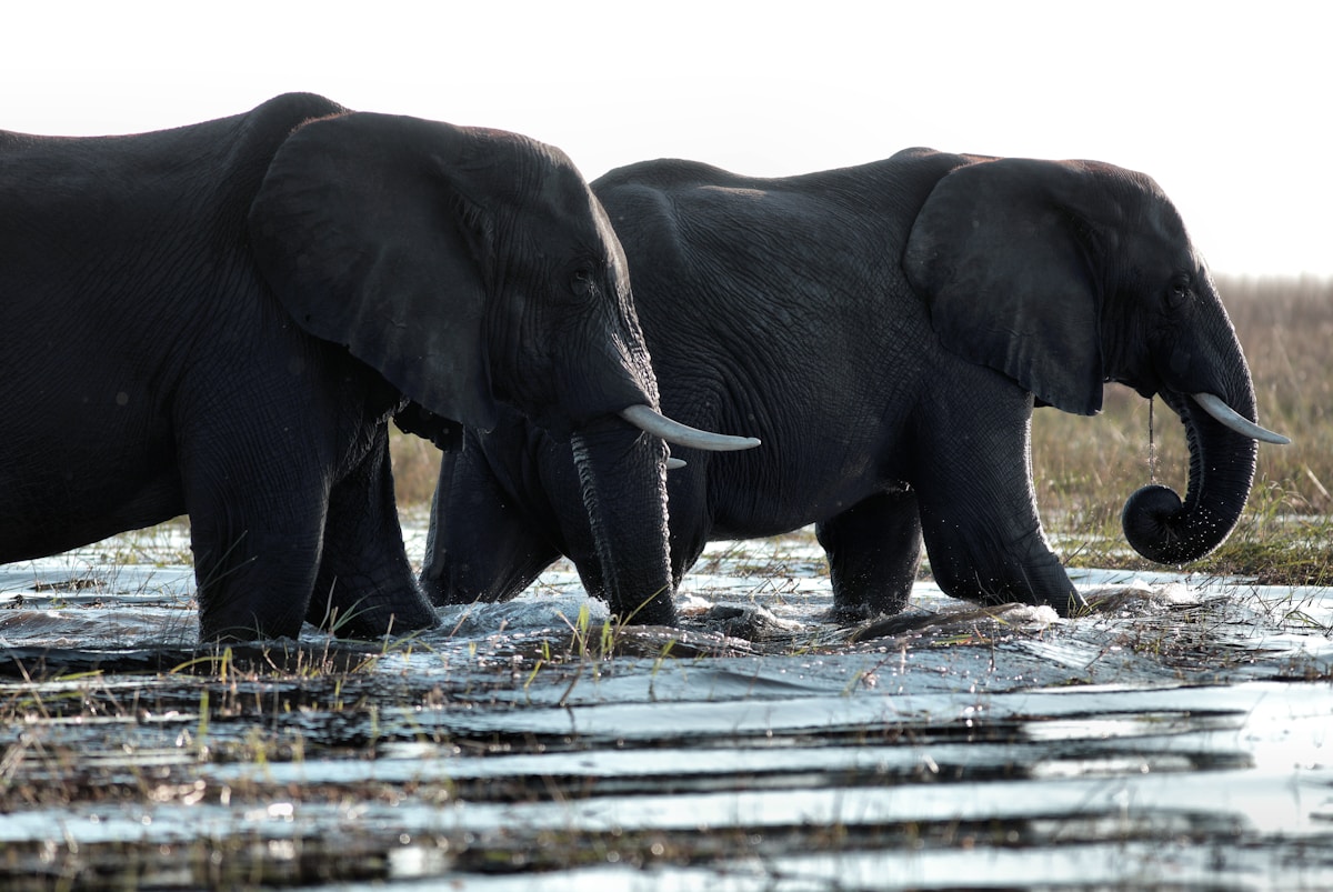 Three Innovative Solutions Win Earth Prize 2026: From Sustainable Fabrics to Wildlife Protection