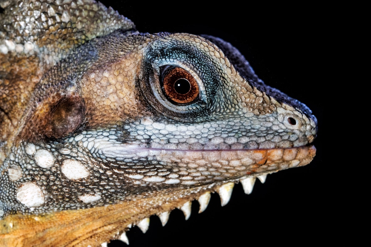 Ancient Mystery Solved: How Reptiles Evolved Their Remarkable Armor Multiple Times Over