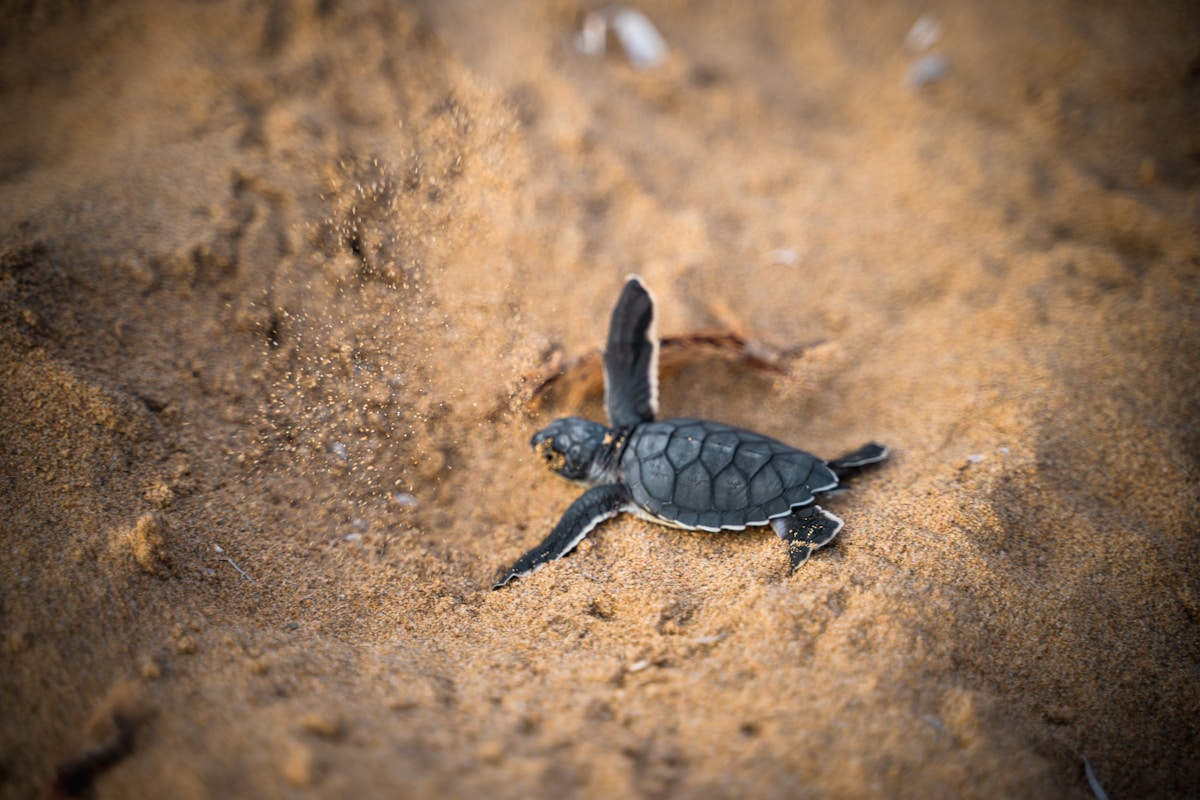 Conservation Team Rescues Hundreds of Sea Turtle Hatchlings From Rising Tides