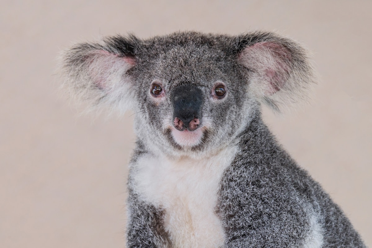 Specially Trained Dogs Help Protect Australia's Koalas From Disasters