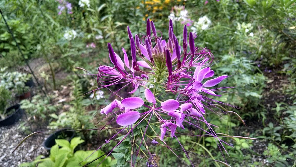 Hidden Gem: Temple Researcher Identifies Unique Wildflower Found Nowhere Else But New Jersey