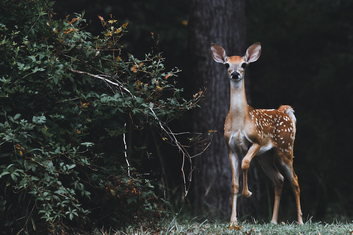 Wildlife Rebounds and Everyday Changes Make a Difference This Week