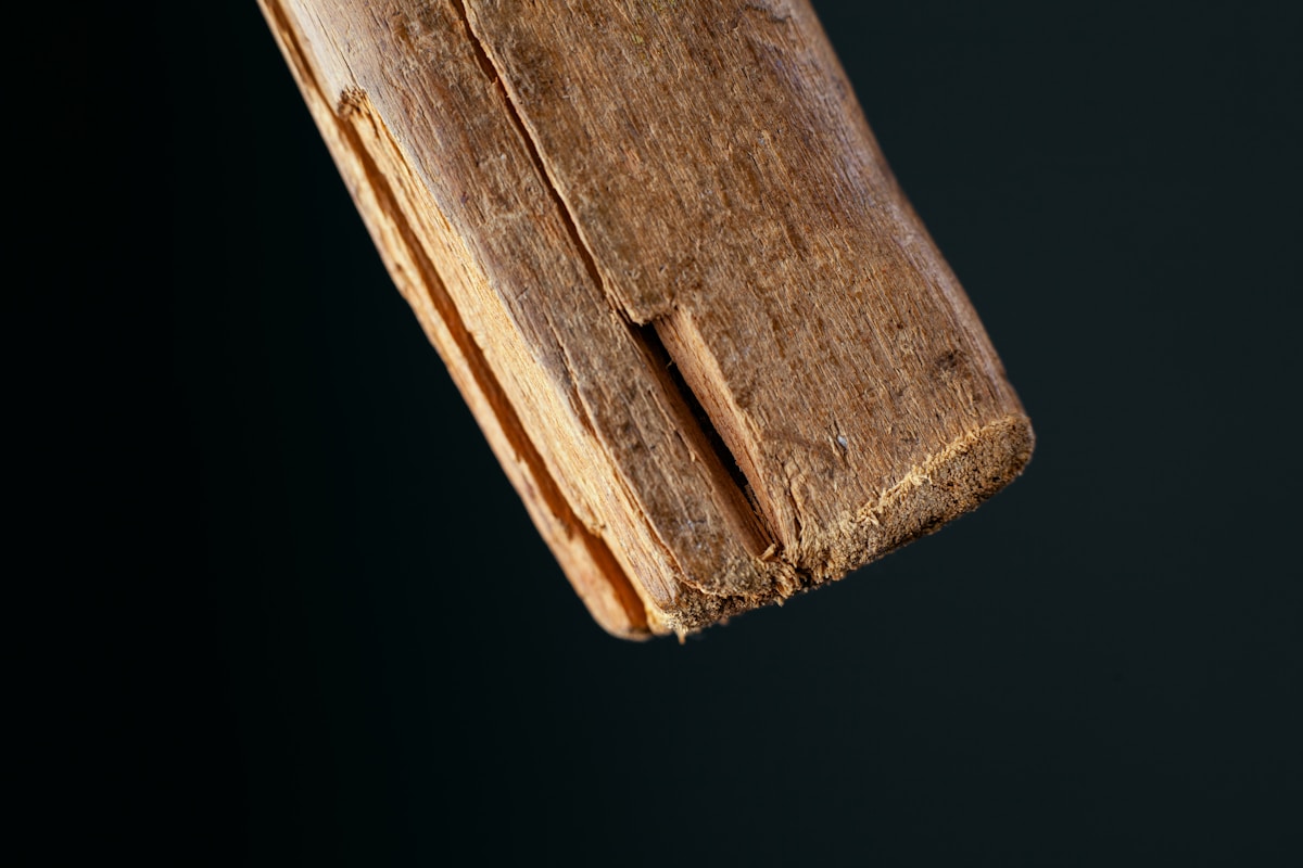 Ancient Wooden Tools Reveal Early Humans Were More Skilled Than Thought
