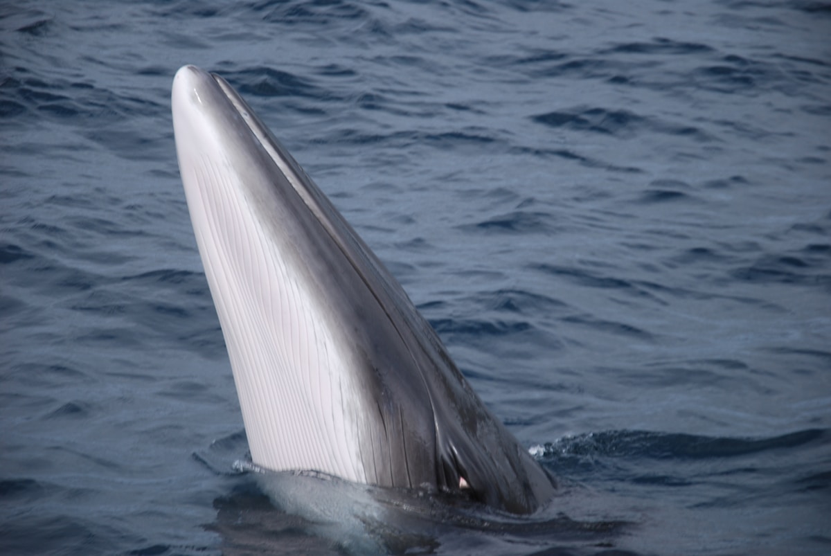 Blue and Fin Whales Making a Comeback in the Atlantic