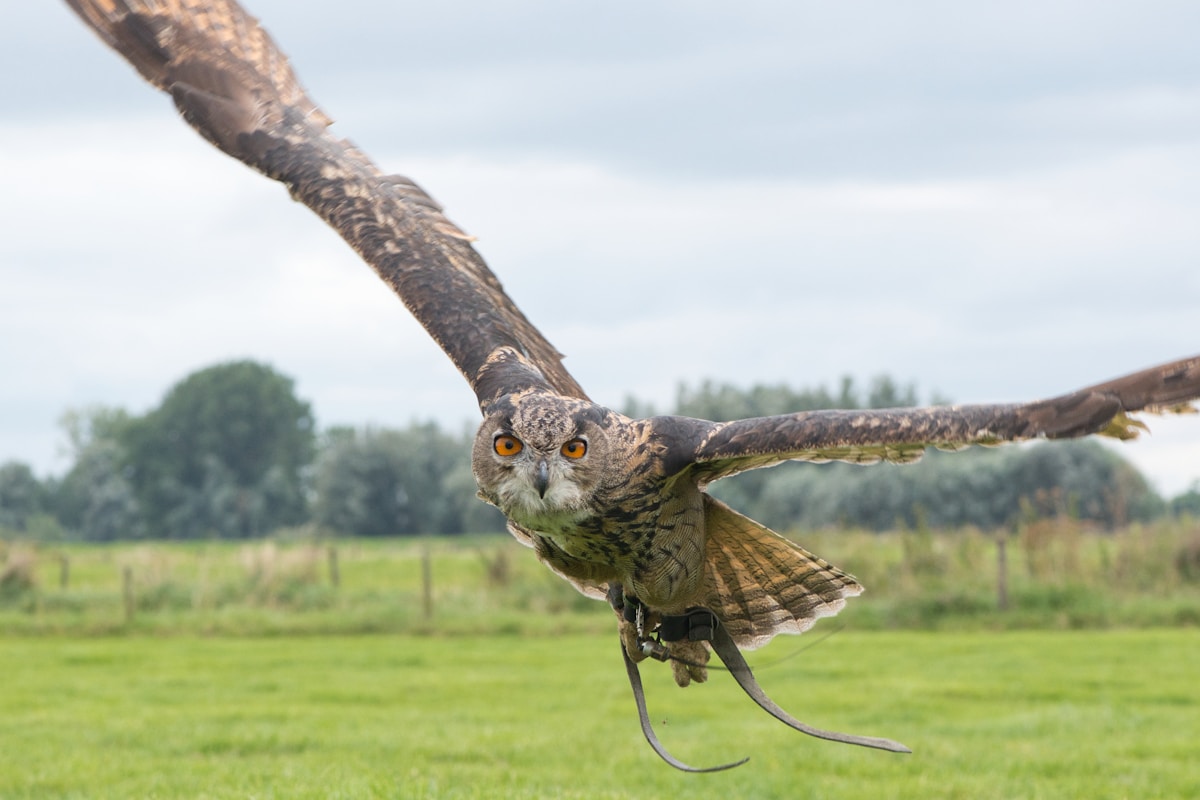 Great Horned Owl Returns to the Skies After Concrete Rescue and Expert Care
