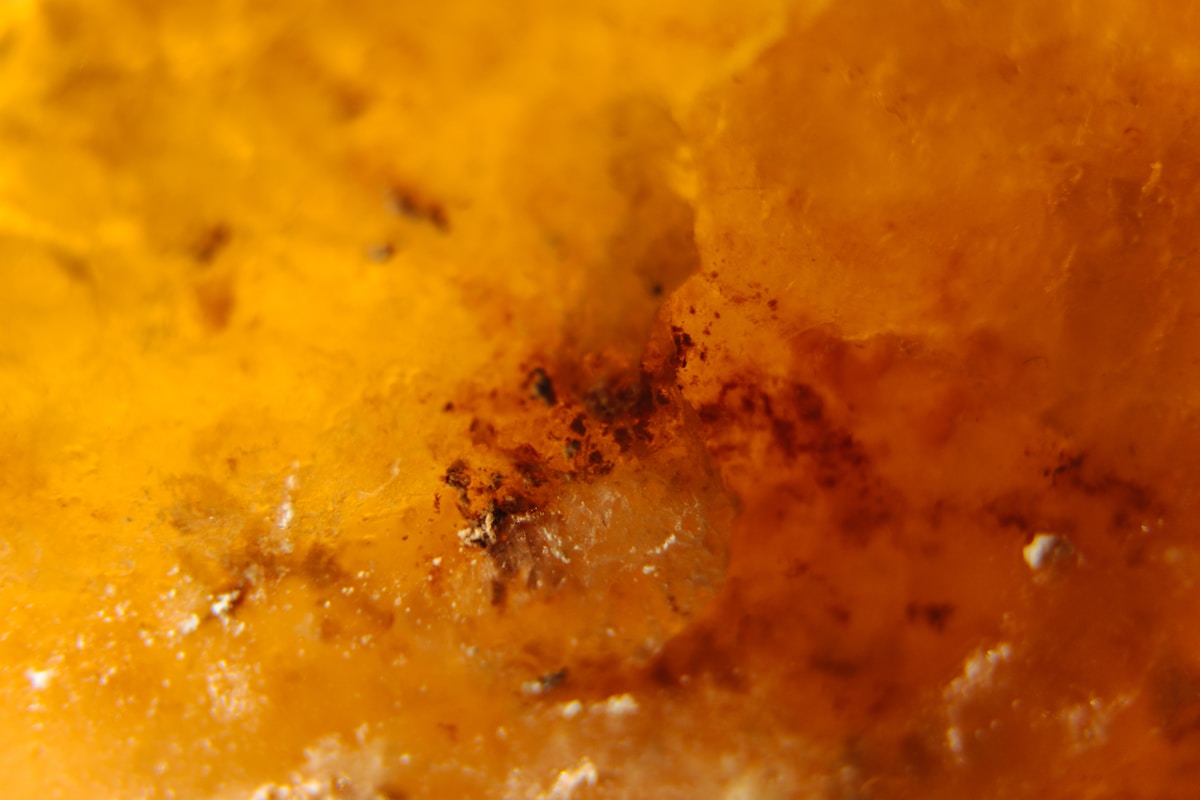 Ancient Amber Reveals Remarkable 100-Million-Year-Old Insect With Never-Before-Seen Crab Claws