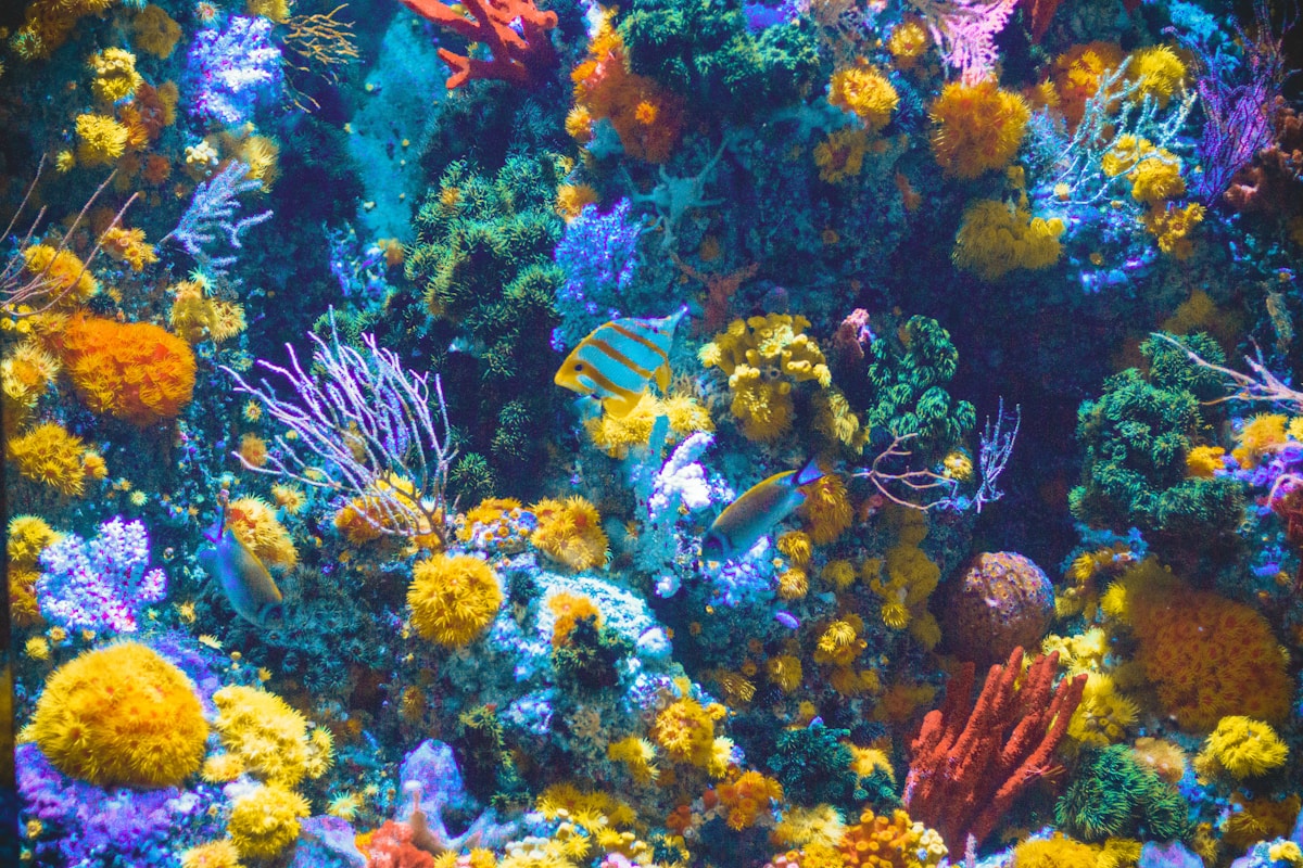 Scientists Discover Enchanting New Species in the Deep Ocean