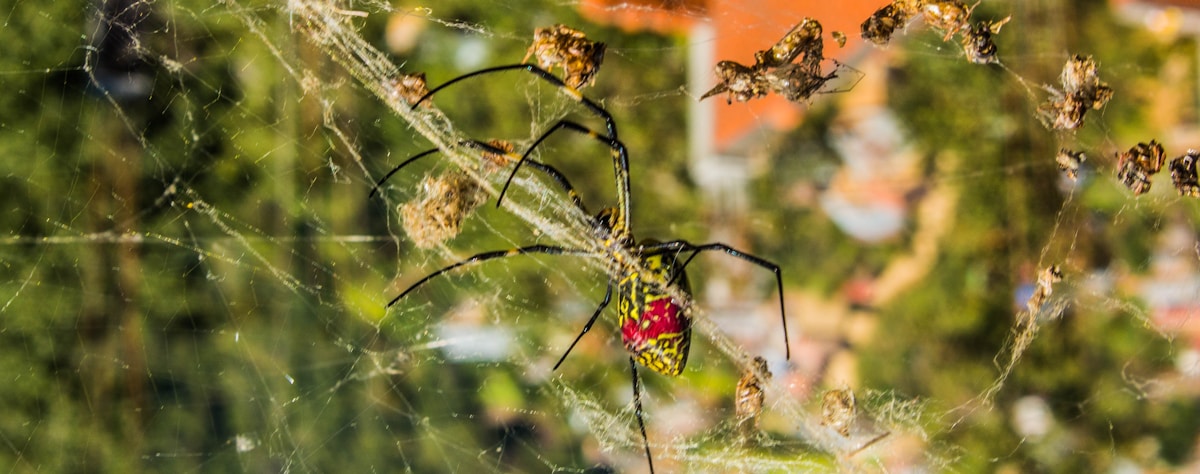 Scientists Discover a Smiling Spider Species Hidden in the Himalayas