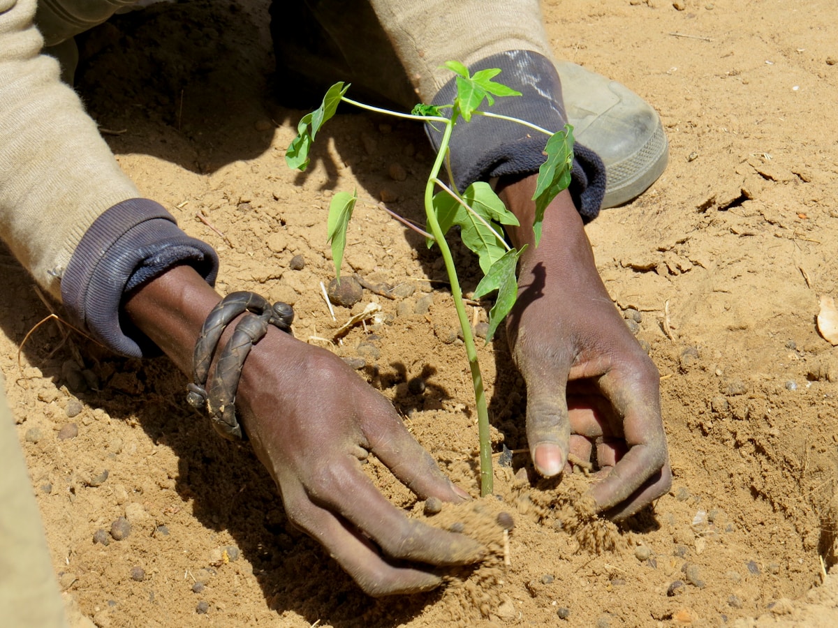 Social Media Campaign Mobilizes 30,000 Volunteers to Plant 1 Million Trees Against Desertification