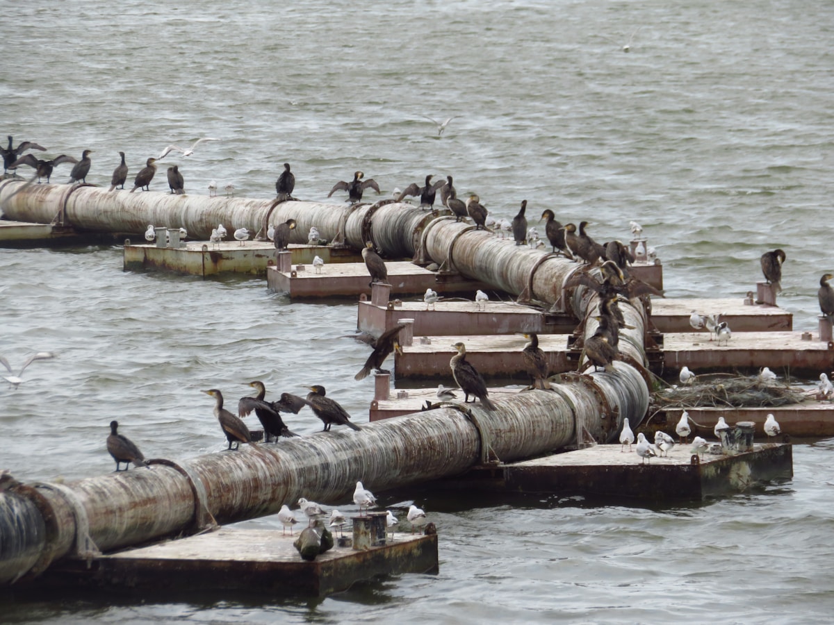 Decades of Cleanup: Forever Chemicals in Seabirds Drop 70% Thanks to Regulation