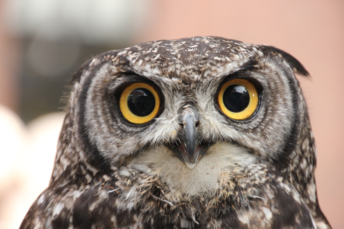Great Horned Owl Gets Second Chance After Concrete Rescue and Innovative Feather Surgery