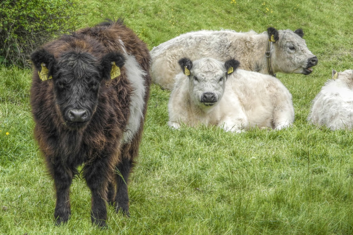 Scientists Successfully Clone Wild Yaks in Groundbreaking Effort to Save Rare Golden Subspecies