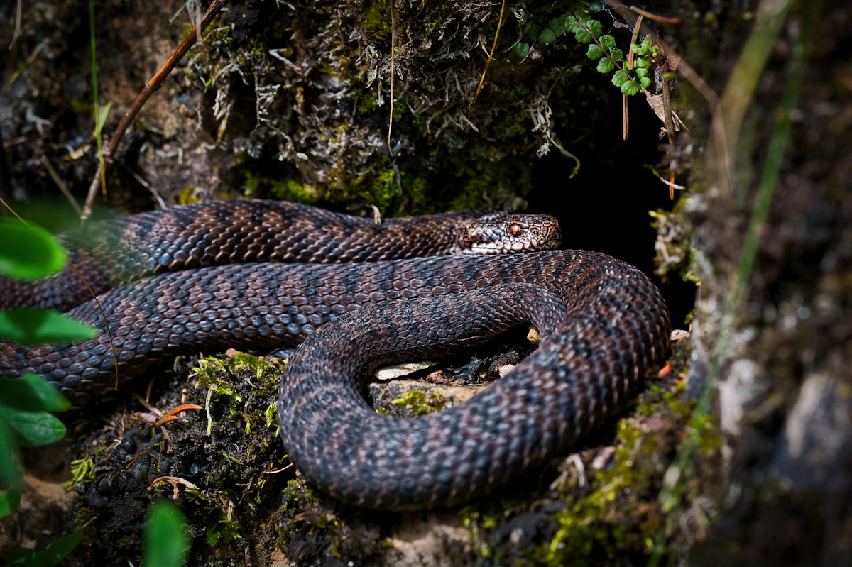 Scientists Uncover Hidden Diversity: One 'Species' Reveals Itself as Five Distinct Pit Vipers