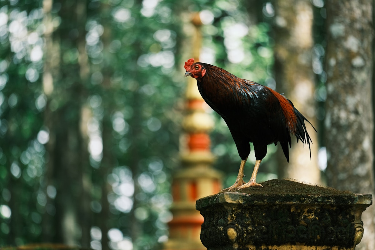 Rare Vietnam Pheasant Makes Triumphant Return After Two Decades Away
