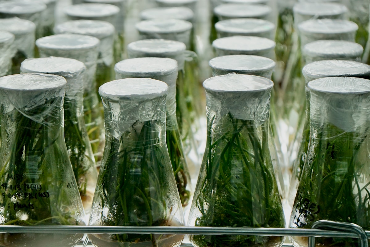 Scientists Develop Plant-Based Plastic That Matches Fossil Fuel Performance