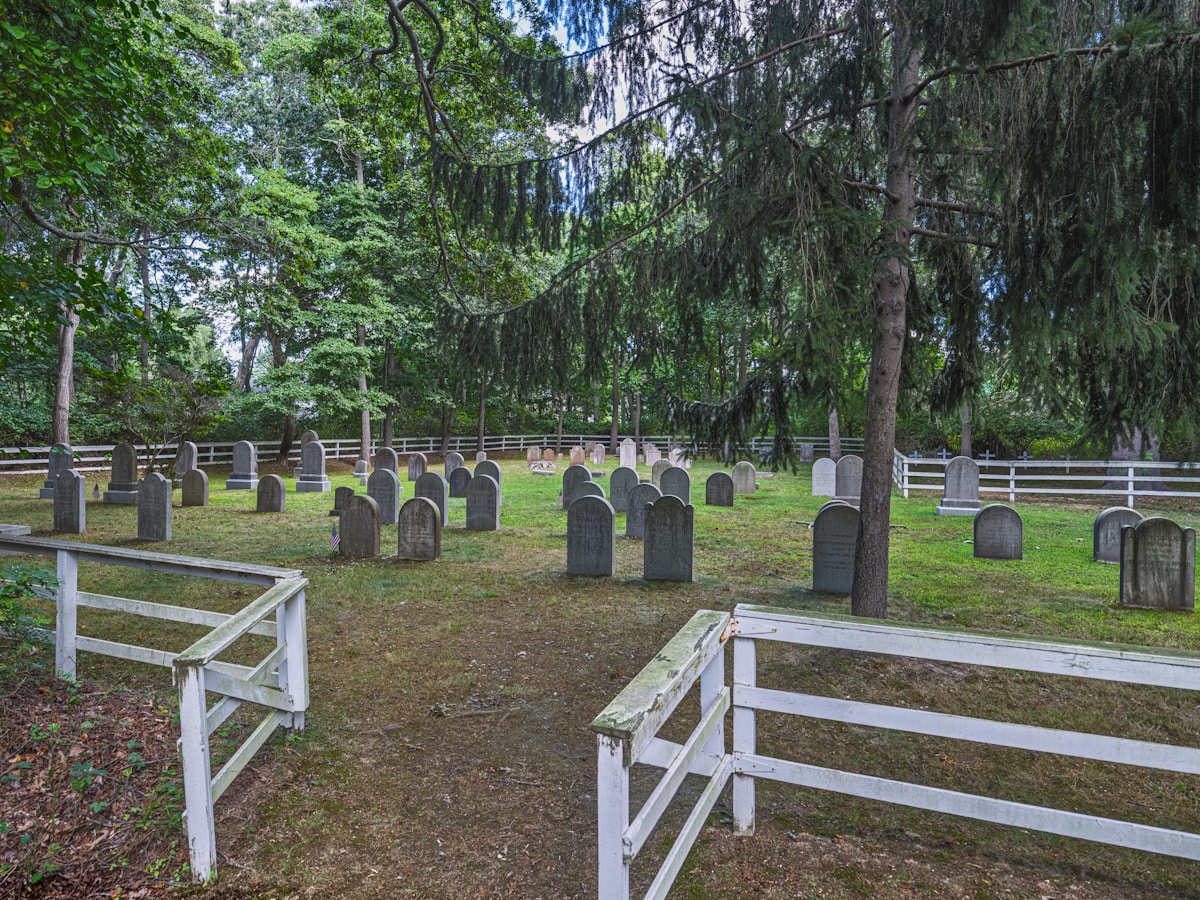 New York Cemetery Becomes Unexpected Sanctuary for Millions of Bees
