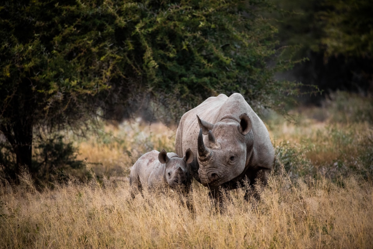 A Century of Conservation: Kruger National Park Celebrates 100 Years Protecting Africa's Wildlife