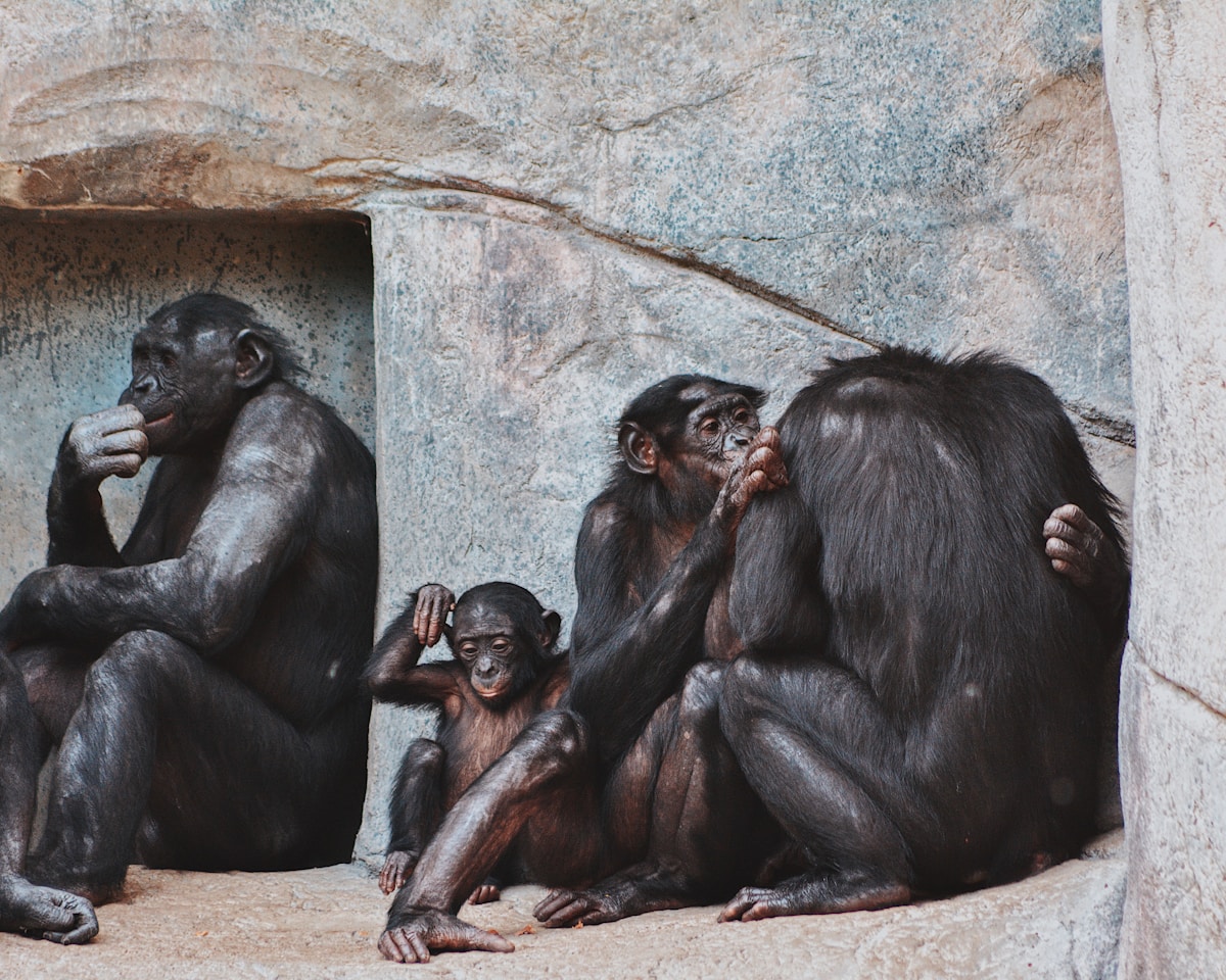 Great Apes Teach Us About Friendship: New Research Reveals Chimps and Bonobos Have Inner Circles Like Humans