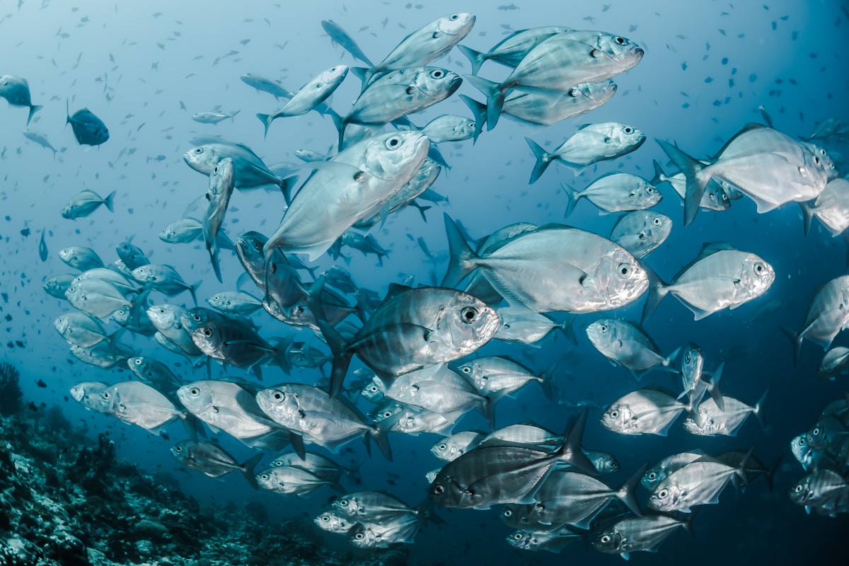 Hidden Partnership: Fish and Microbes Team Up to Support Ocean Health