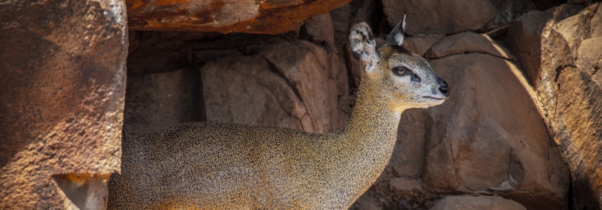 Mountain Bongos Return: Rare Antelopes Rediscovered in Region Where They'd Vanished