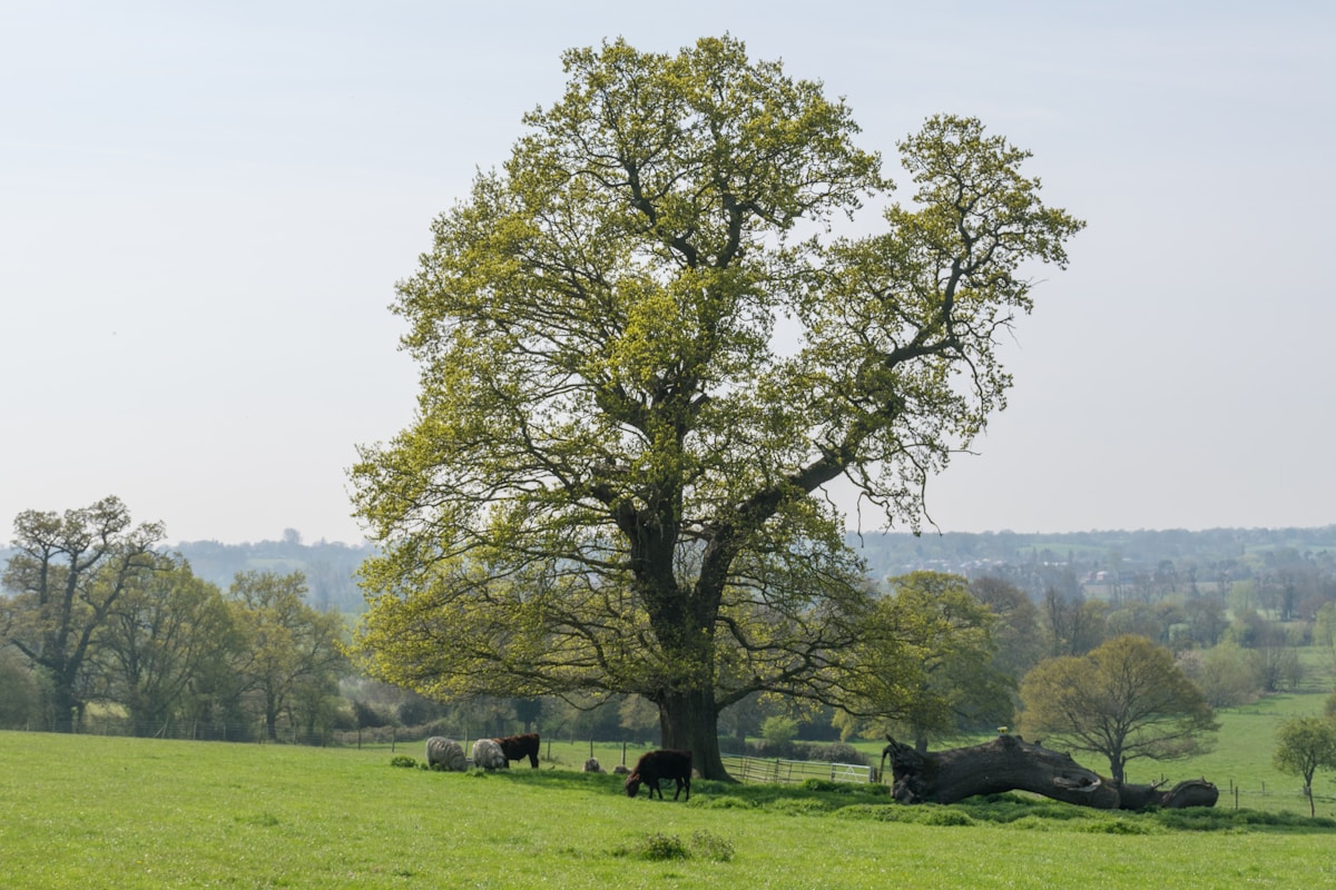 Patient British Farmers Cultivate Handcrafted Chairs Directly From Living Trees
