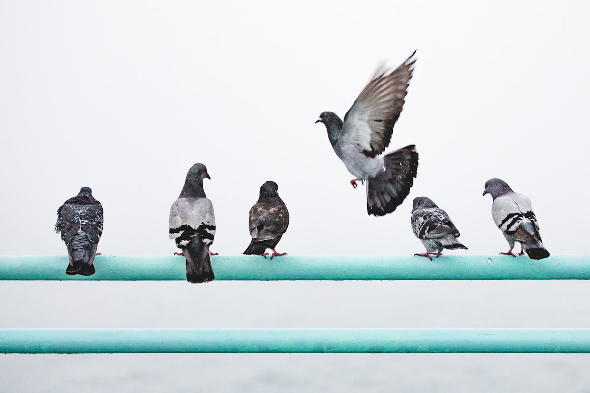 Scientists Discover How Pigeons Navigate Using Built-In Magnetic Sensors