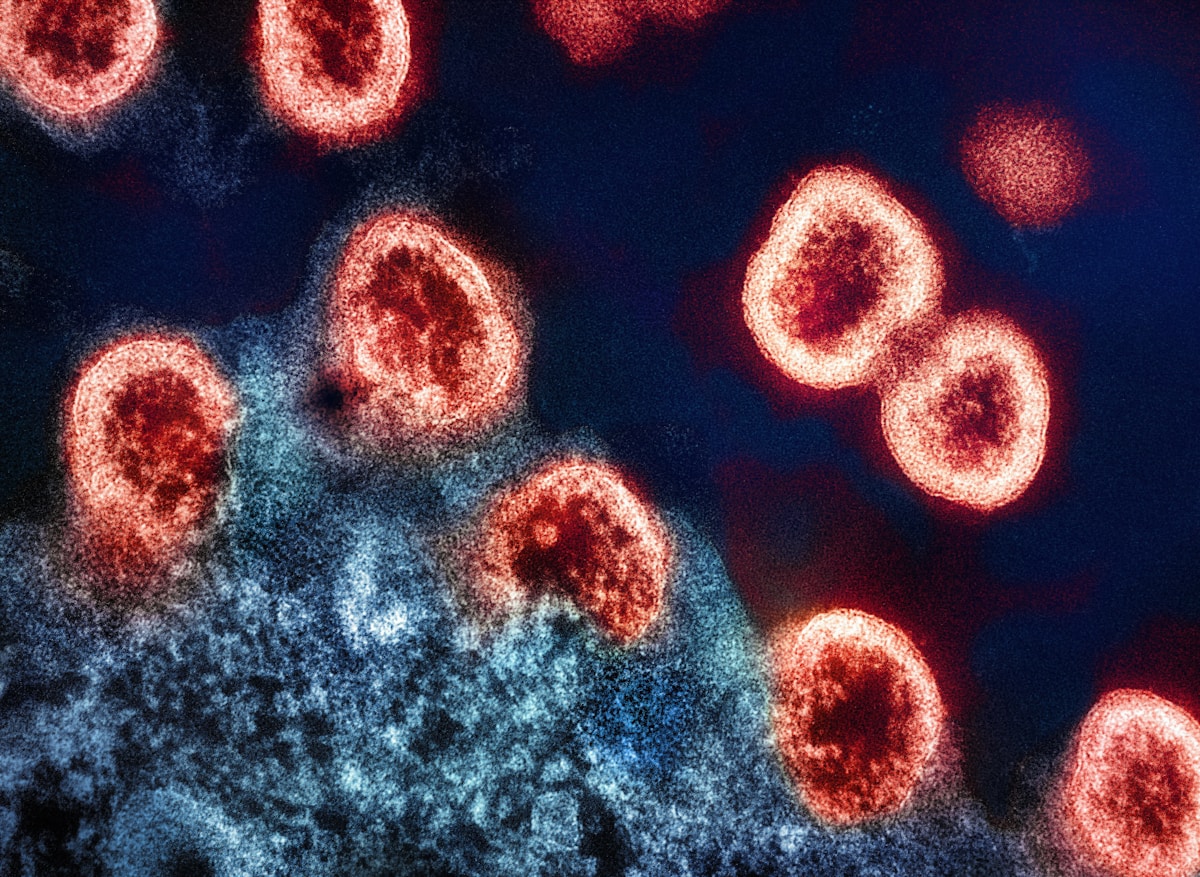 Scientists Discover Overlooked Immune Organ Linked to Longer, Healthier Lives
