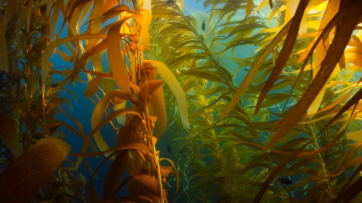 Underwater Seaweed Forests Emerge as Powerful Climate Ally