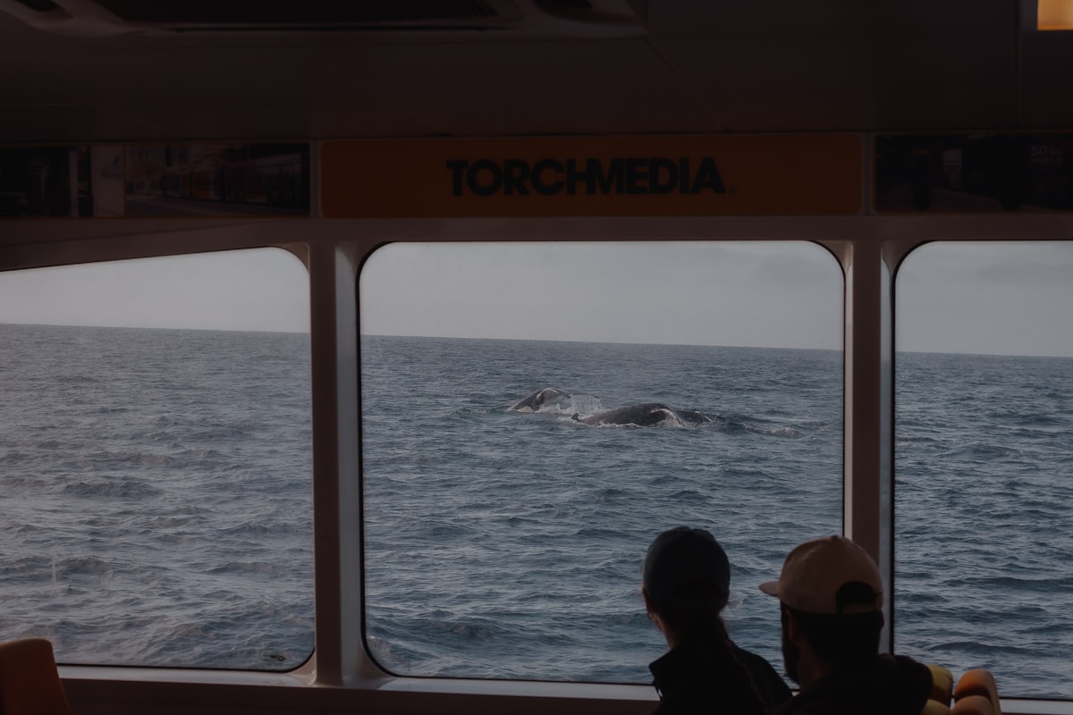 Captain Transforms Popular Whale-Watching Cruises Into Zero-Emission Experience