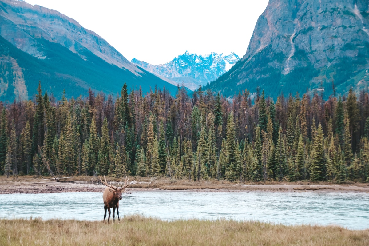 Decades of Data Show Canadian Wildlife Bouncing Back as PFAS Regulations Take Hold