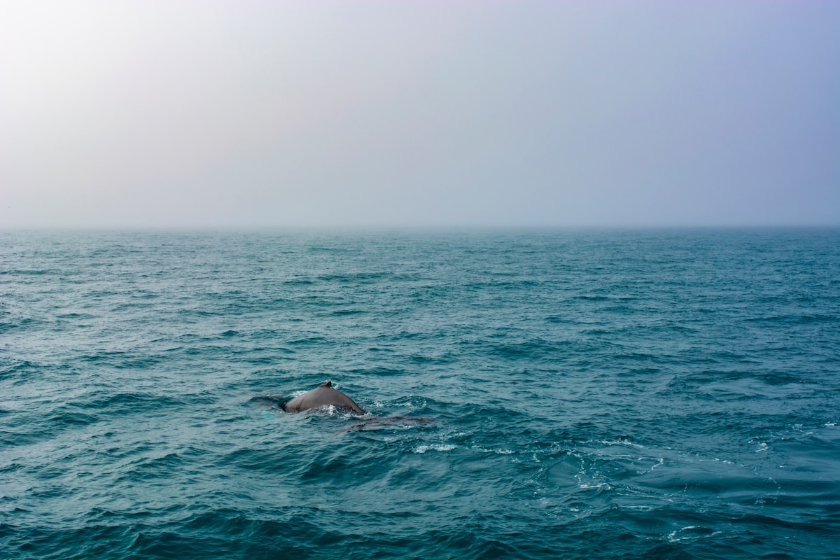 North Atlantic Right Whales Experience Banner Breeding Year With Most Calves Since 2009