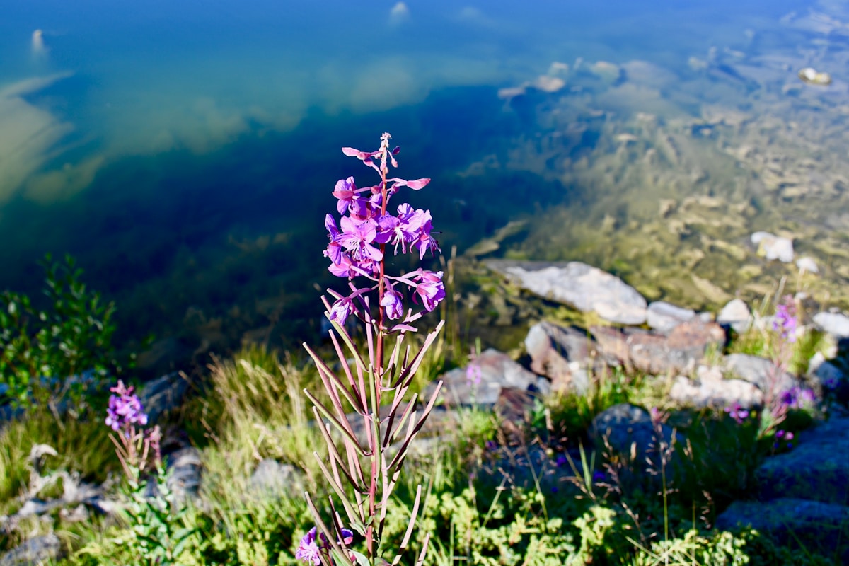 Wildflowers Are Naturally Cleaning Up Mining Pollution Across Europe