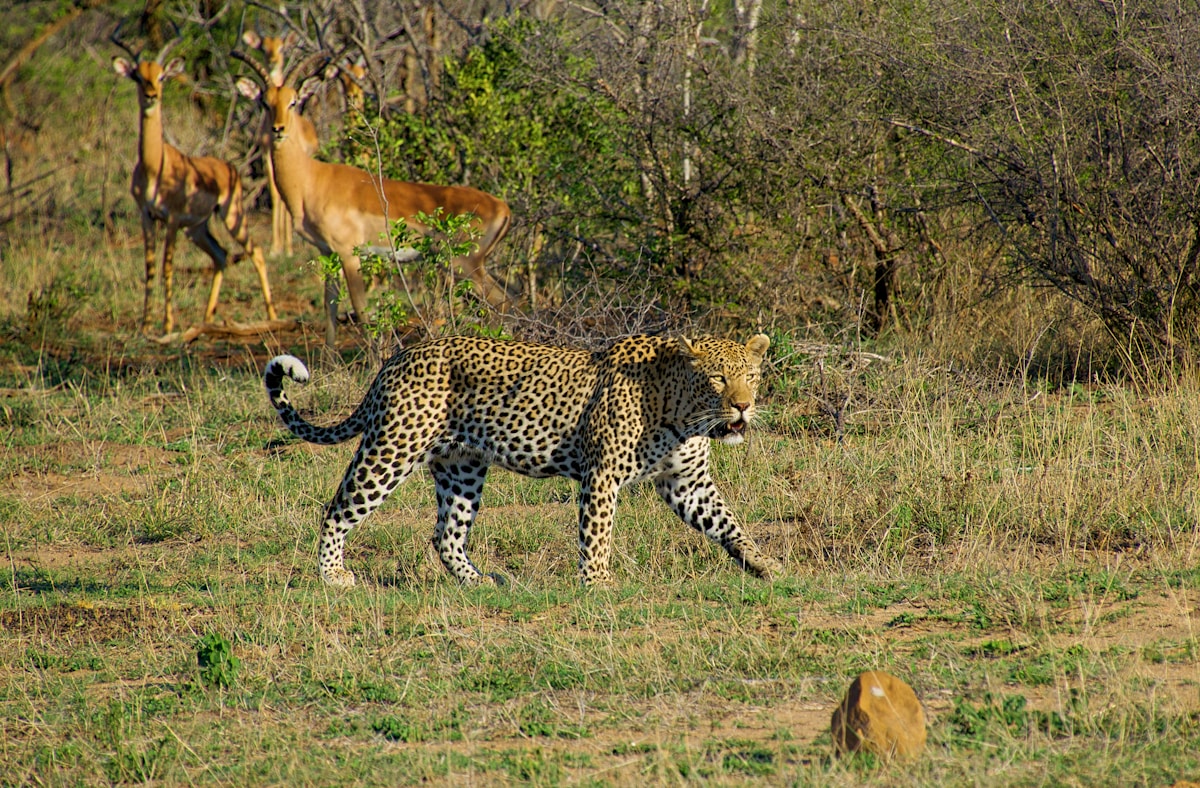 A Century of Conservation: Kruger National Park Marks 100 Years Safeguarding Africa's Wildlife
