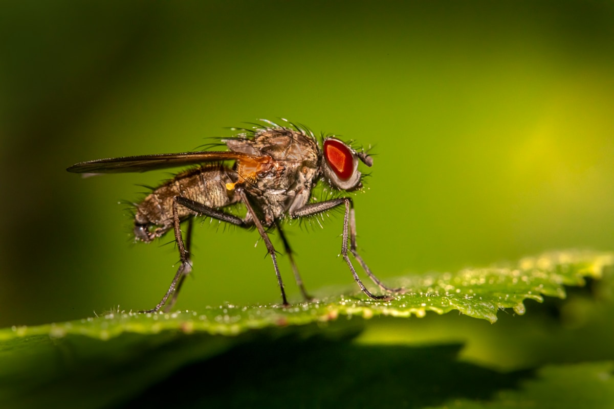 Nature's Clever Trade-Off: How a Parasitic Fly Optimizes Its Body for Survival