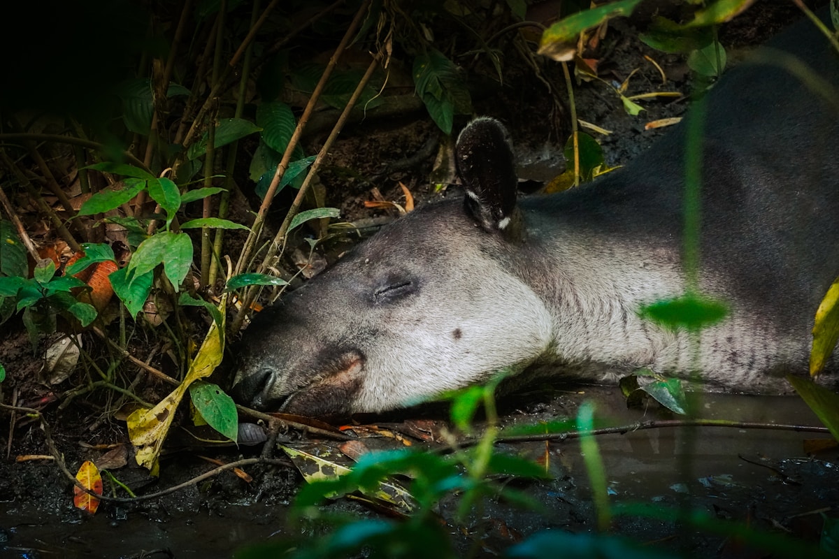 Camera Traps Exonerate Endangered Tapirs of Crop Theft in Central America