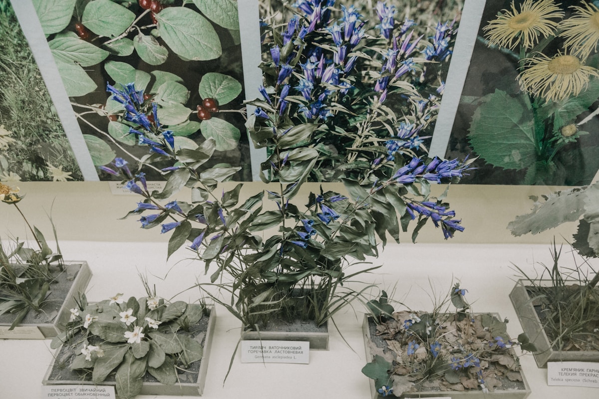 Millions of Botanical Specimens Digitized in Landmark Project to Boost Global Conservation