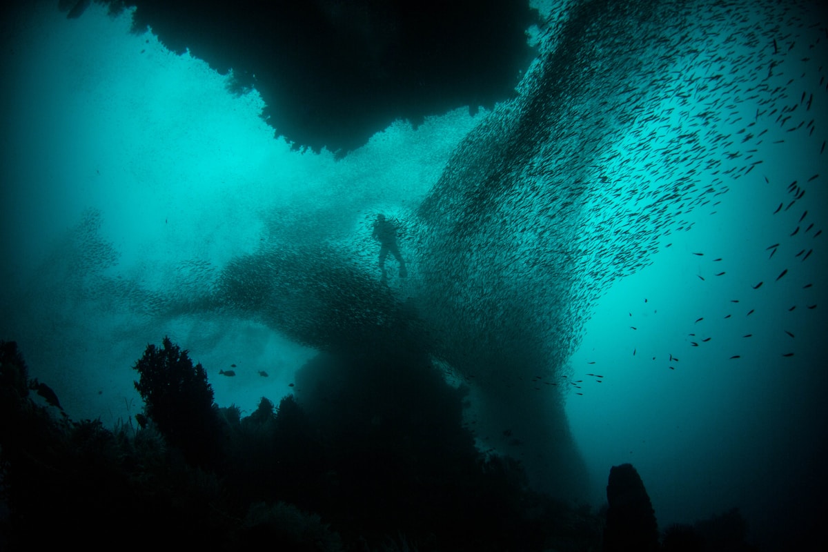 Subaquatic Splendors: Underwater Photographer of the Year Awards Highlight Ocean Life
