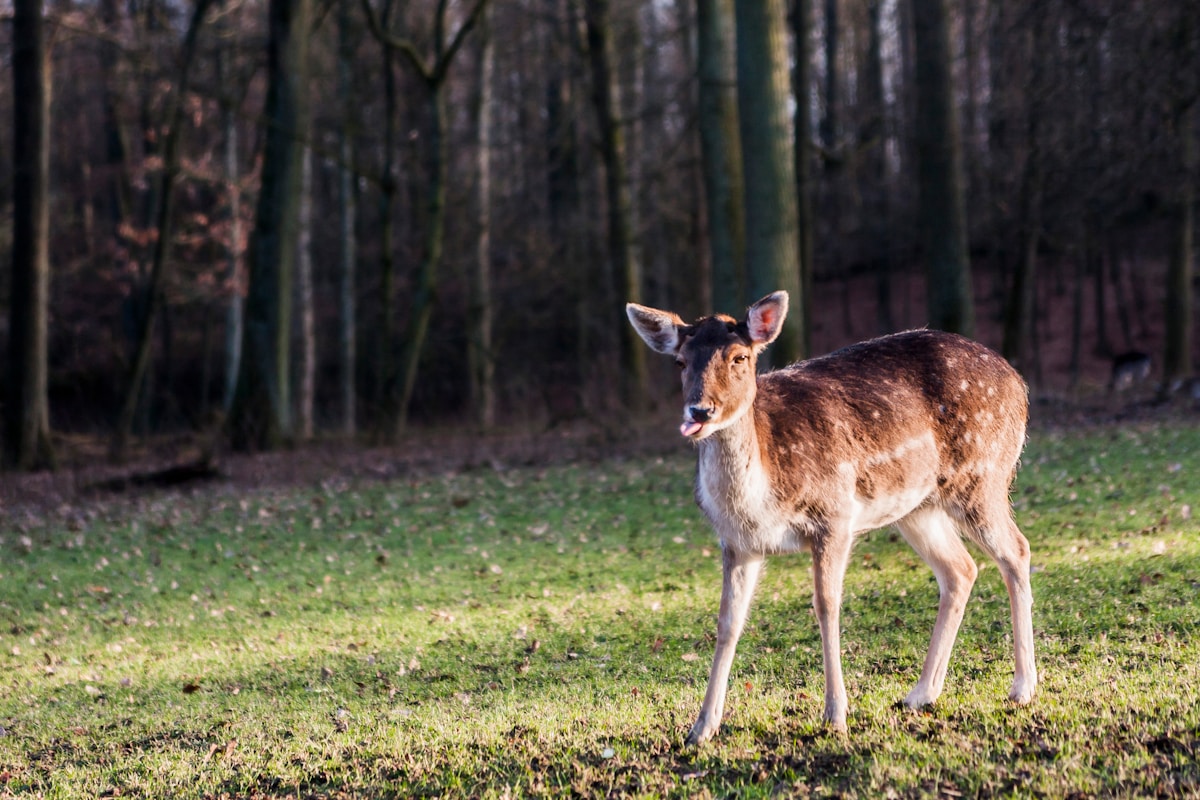Thermal Imaging Drones Guide Rescuers to Save Hundreds of Hidden Fawns in Germany