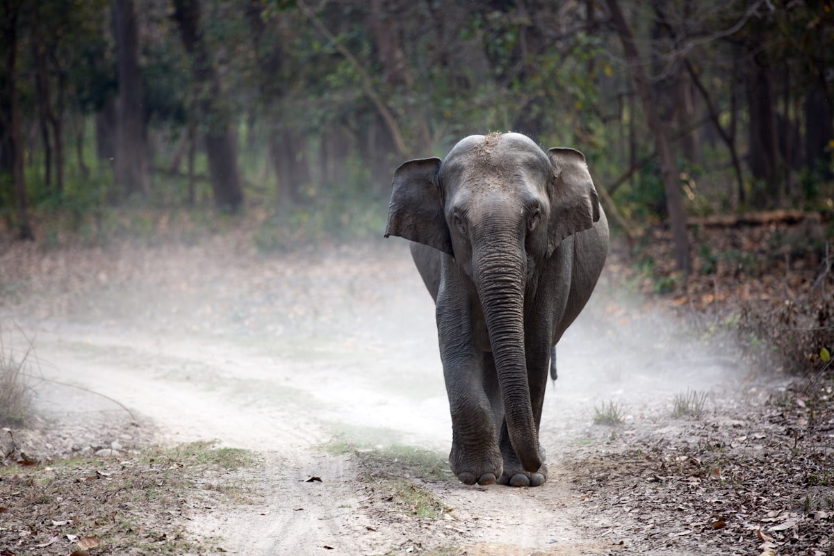 Wildlife quick to adopt India's new seven-mile highway crossing corridors