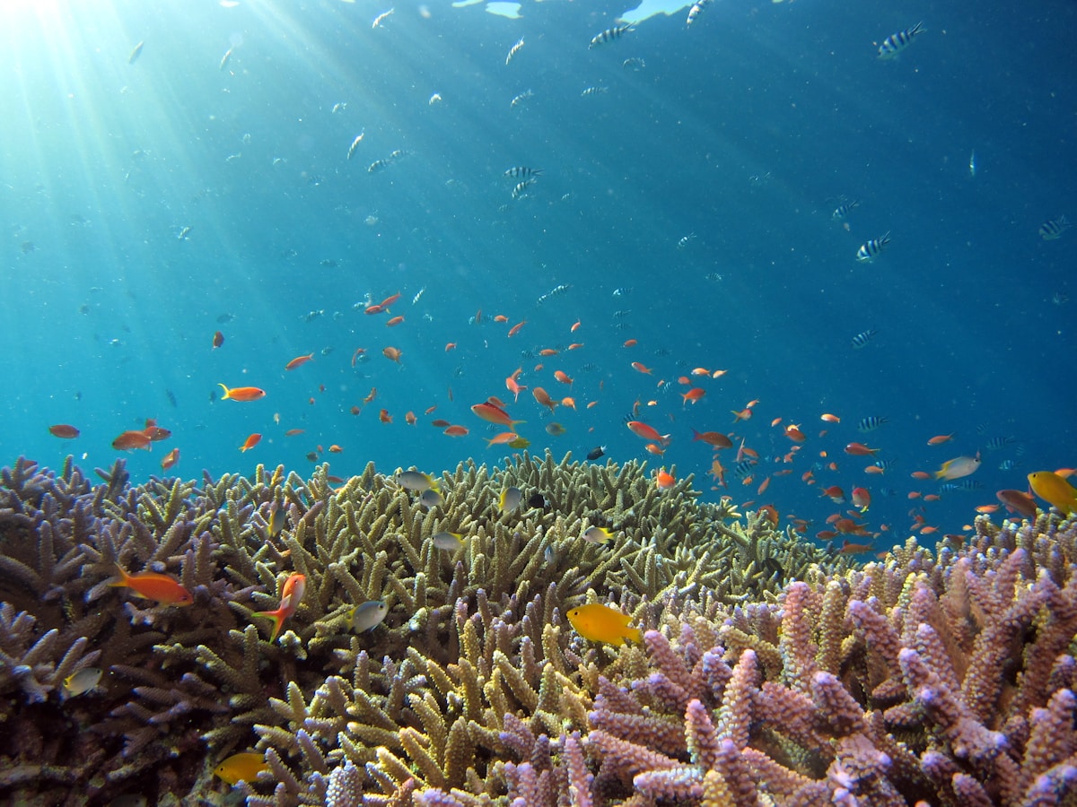 AI Study Identifies Vast Areas of Climate-Resilient Coral Reefs Poised to Survive Into 2050