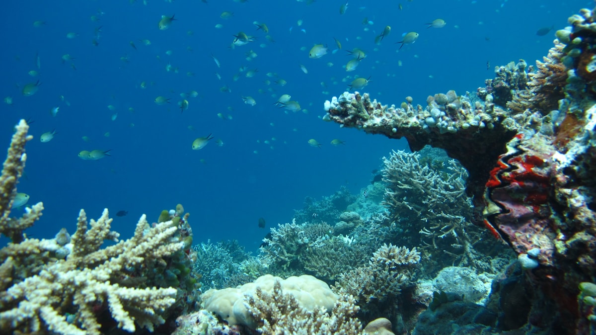 From Elks to Coral Reefs, Conservation Efforts Mark Major Wins This Week
