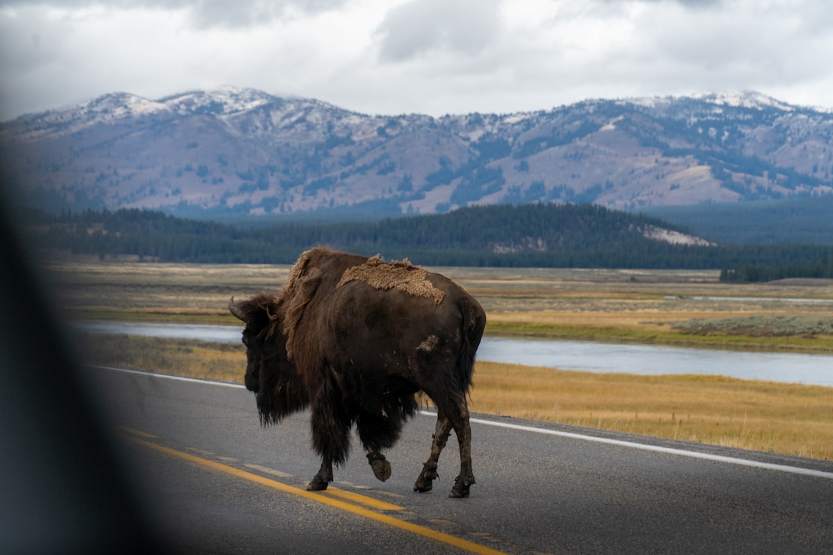 Montana’s New Student-Designed License Plate Will Help Fund Crucial Wildlife Crossings