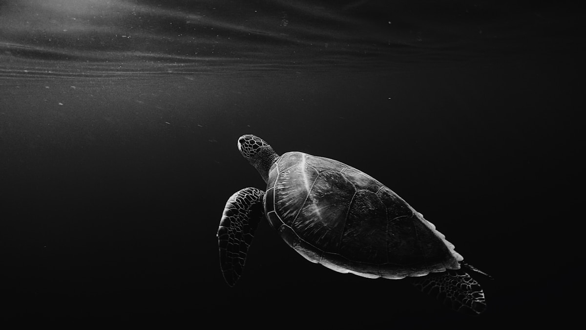 Quick-Thinking Fishermen Brave Harsh Winds to Rescue Tangled 700-Pound Leatherback Sea Turtle