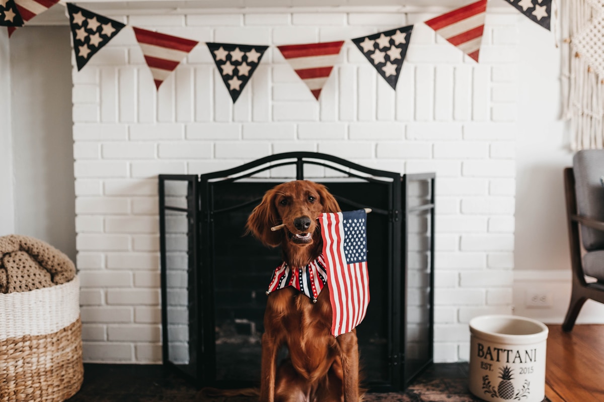 Shelter Volunteers Prepare Annual July 4th 'Comfort Sessions' to Keep Pets Calm During Fireworks