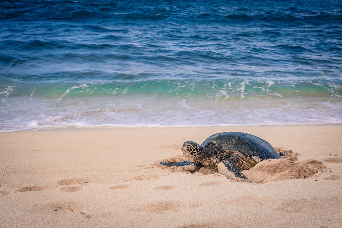 A Beautiful Tradition Continues as Green Sea Turtles Take Their First Ocean Steps in Hawaii