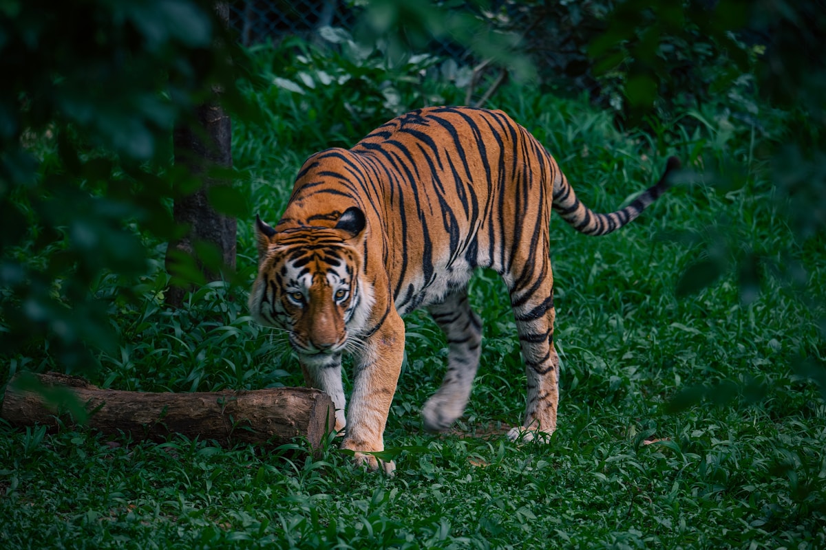 Eco-Tourism and Wildlife Photography Bring New Hope to Côte d’Ivoire's Rainforests