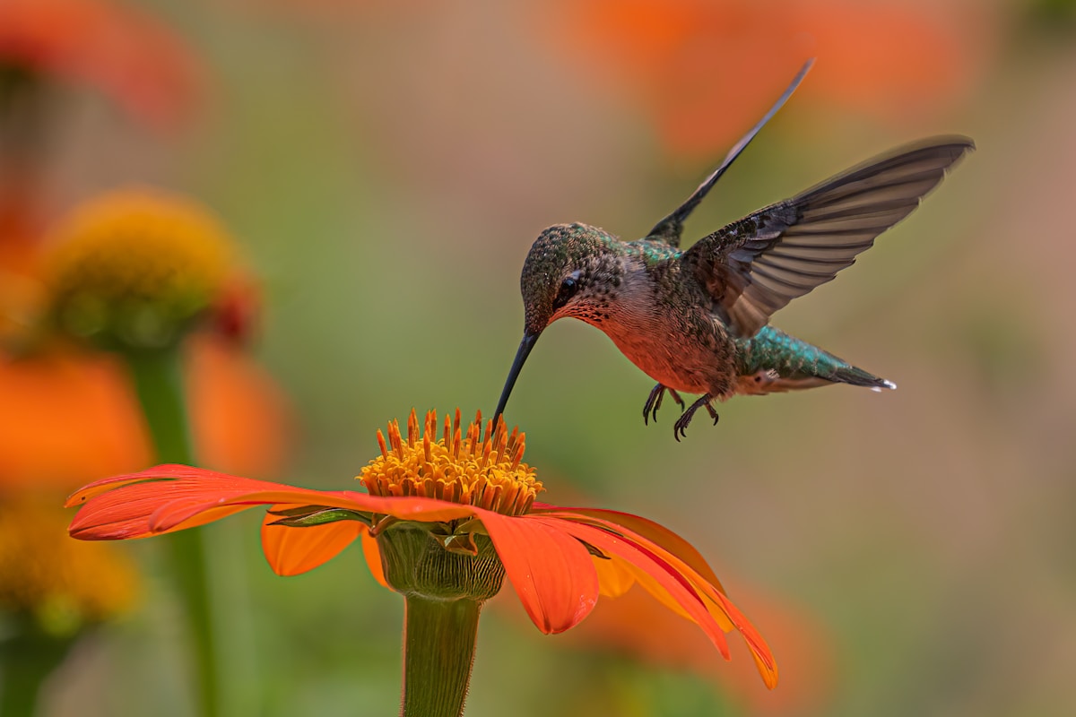 Going the Extra Mile: How Far Would You Go to Rescue a Hummingbird?