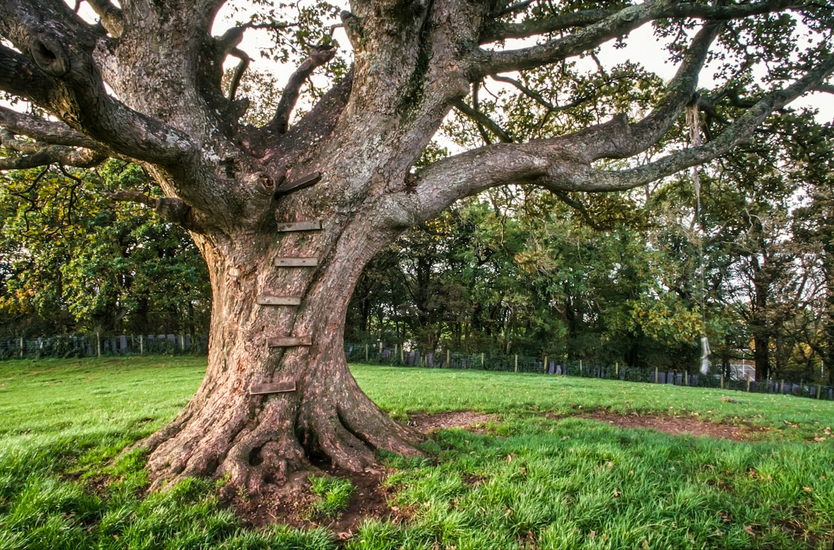 Beloved Giant Gloucester Tree Welcomes Climbers Once Again After Meticulous Three-Year Restoration