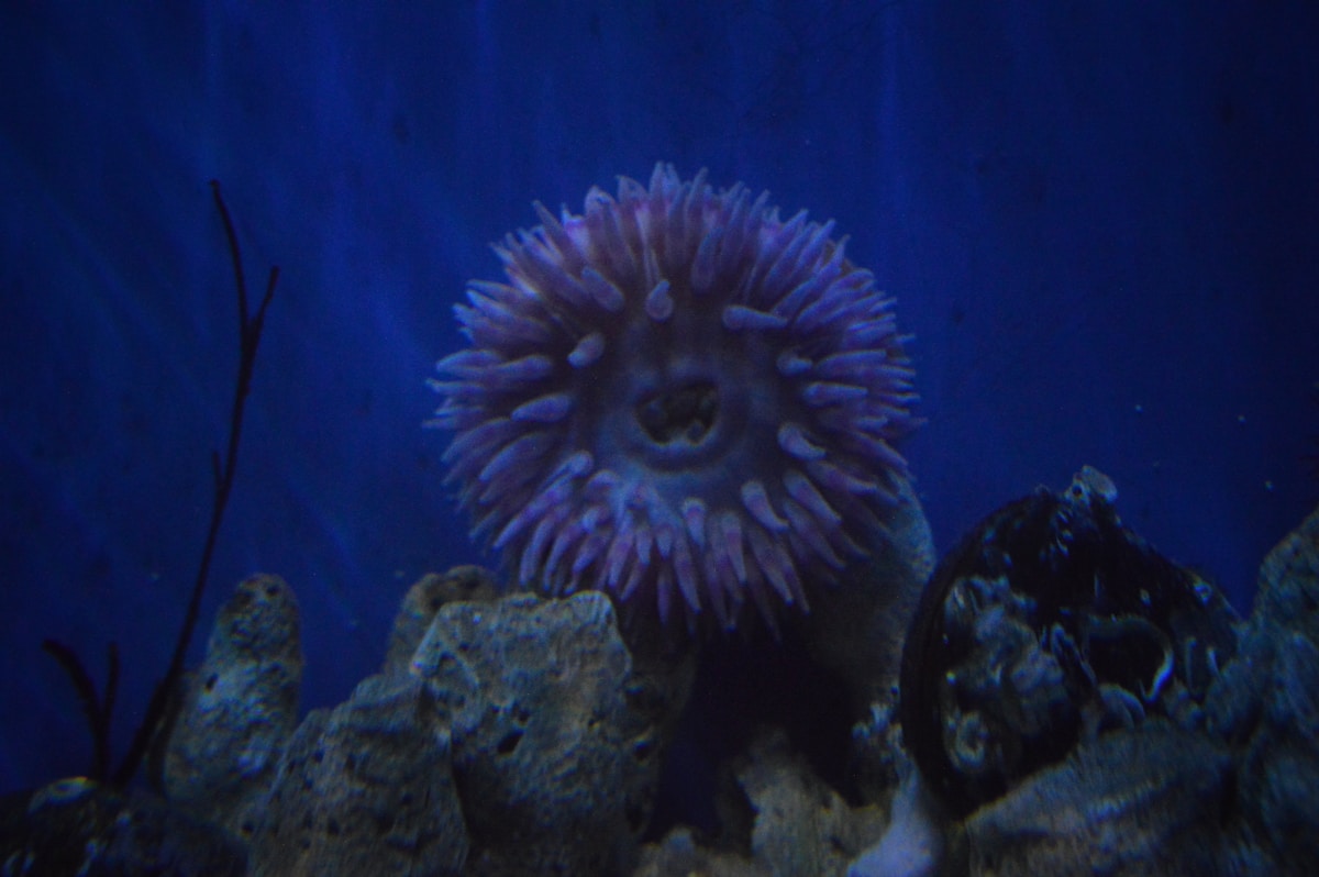 Sea anemones reveal a brand-new way to fight viruses, opening fresh doors for medical science